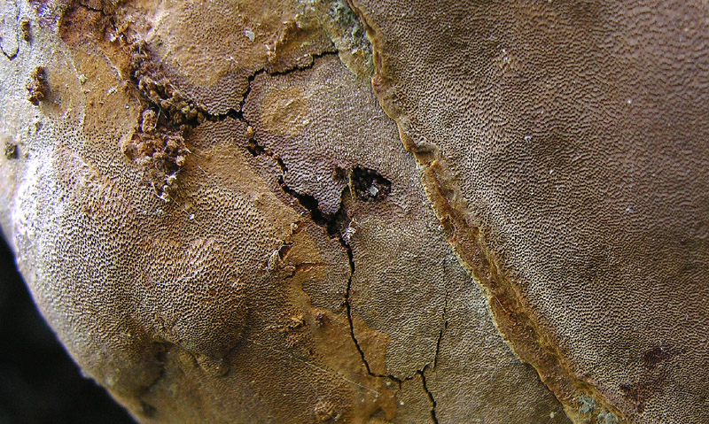 Phellinus punctatus